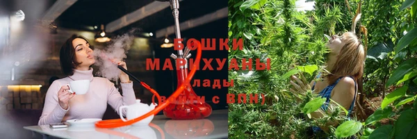 сатива Беломорск